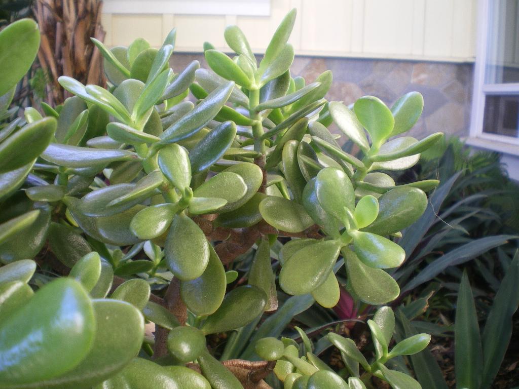 Good luck or Money Plant For Sale from Jade Plants For Sale Maui in